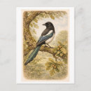 Recherche de pie cartes postales Oiseau