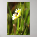 Suche nach bumble bee poster Natur