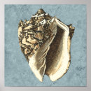 Recherche de coquille de conque posters Côtier