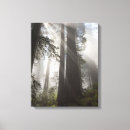 Suche nach redwood leinwandbilder Wald