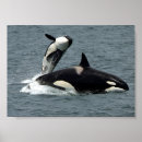 Suche nach killerwale poster Alaska