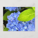 Suche nach hydrangea postkarten Blau