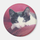 Suche nach kitten Katzen
