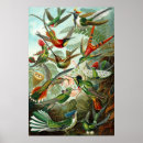 Suche nach hummingbird poster Tiere