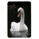 Recherche de cygne magnets Sauvagine