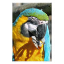 Suche nach macaws kunst Vögel