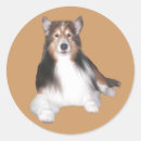 Suche nach sheltie aufkleber Schäferhund