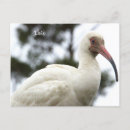 Recherche de ibis cartes postales Oiseaux
