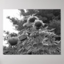 Recherche de fleurs géantes Jardin
