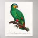Recherche de amazone posters Oiseau