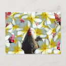 Recherche de coqs cartes postales Oiseau