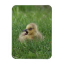 Recherche de canadien magnets Oie canadienne