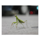Recherche de mante posters Vert