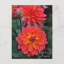 Recherche de dahlia jaune Jardin