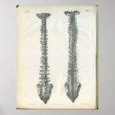 Suche nach adern poster Anatomie