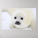 Recherche de bébé phoque posters Animal