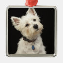 Recherche de chien de westie ornements Blanc