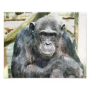 Suche nach chimpanzee poster Primate