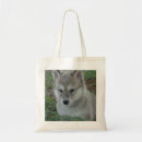 Recherche de chiot de loup Loups