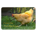 Recherche de poules magnets Animal
