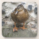 Suche nach enten untersetzer Vögel
