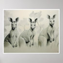 Suche nach kängurus poster Tiere