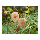 Suche nach chinesische laternen poster Rot