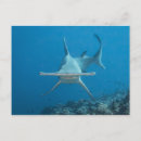 Recherche de monde sous marin cartes postales Mer