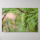 Suche nach pine cone poster Baum