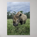 Recherche de rhinocéros noir posters Sauvage