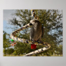 Suche nach african poster Papagei