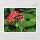 Recherche de joli papillon cartes postales Nature