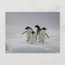 Suche nach adelie penguin poster Tiere