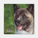 Suche nach akita magnete Haustiere
