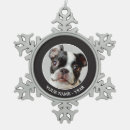 Recherche de terrier photographie Terrier de boston