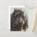 Recherche de visage de chien cartes postales Chiot