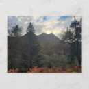 Recherche de conifère cartes postales Automne