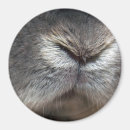 Recherche de nez de lapin Animaux