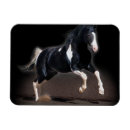 Recherche de de cheval magnets Animaux