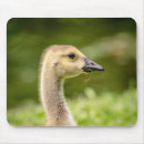 Suche nach gänse mousepads Tiere