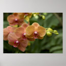 Suche nach sanskrit poster Botanisch