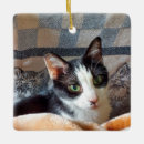 Suche nach weißes smoking ornamente Haustier