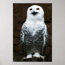 Recherche de hibou gris posters Noir