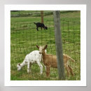 Suche nach betrieb poster Farm