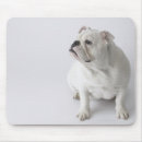 Suche nach englische bulldogge mousepads Tier