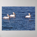 Recherche de pélican blanc art Oiseau