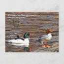 Recherche de merganser posters Faune