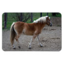 Suche nach schönes pferd magnete Stute