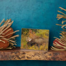 Suche nach geweihe haustier fotoplatten Herbst