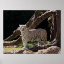 Suche nach bengalischer tiger poster Panthera tigris
